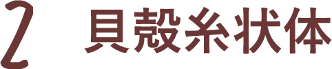 貝殻糸状体